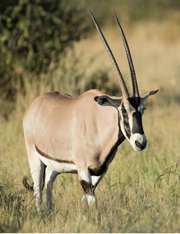The stately Beisa Oryx